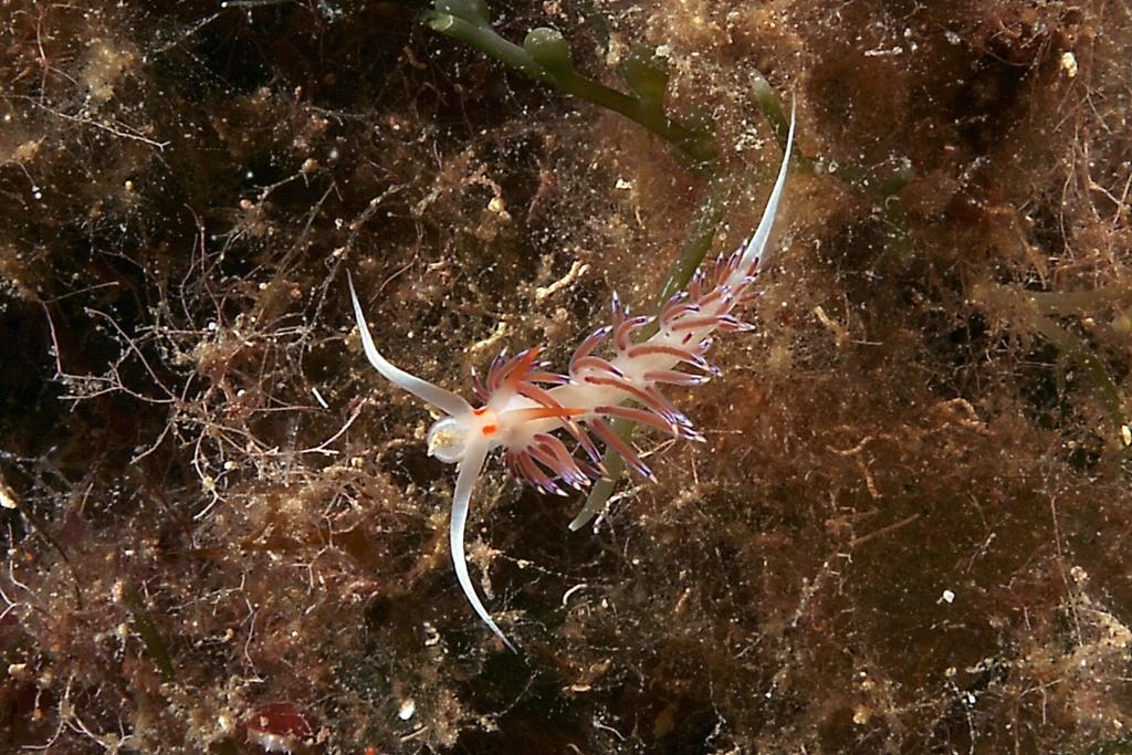 Cratena peregrina e Flabellina affinis